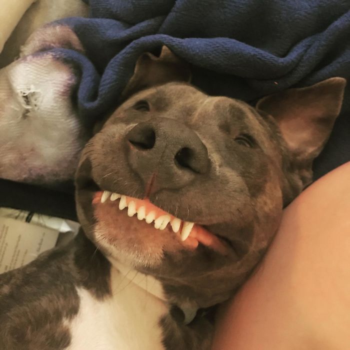Funny-Dog-Teeth-Toofers