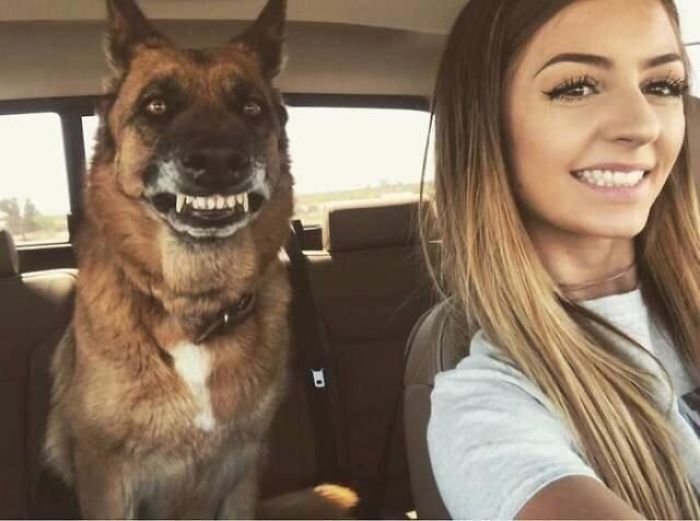 This Online Community Shares The Silliest Dog Photos Where Their Teeth Are Visible In A Funny Way (30 Pics)