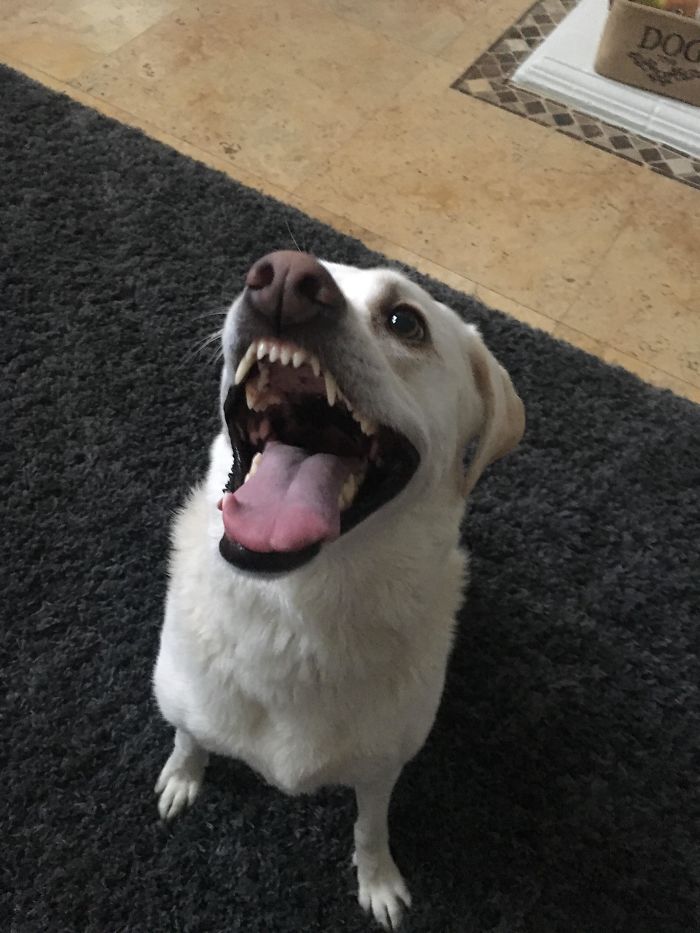 Funny-Dog-Teeth-Toofers
