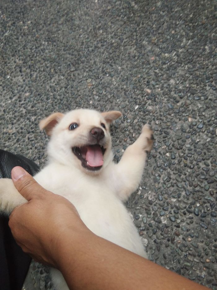 Just Got A Puppy Earlier. Everybody, Meet Ollie!