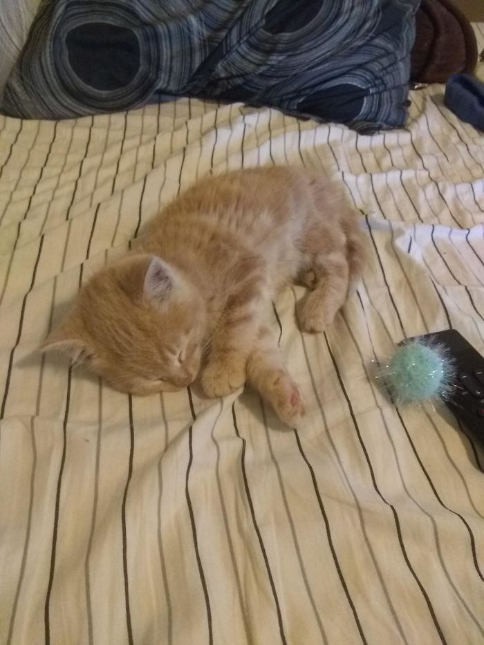 Meet Butters. Yesterday He Was A Tough Street Kitten. Today He's The Proud Owner Of A Queen Size Bed