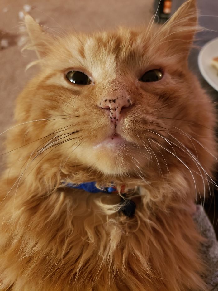 Adopted This 5 Year Old Kitty From The Shelter. Everyone Meet My Freckle Nosed Baby, Richard!