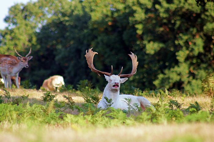 I Photographed A White Stag Mid Sneeze