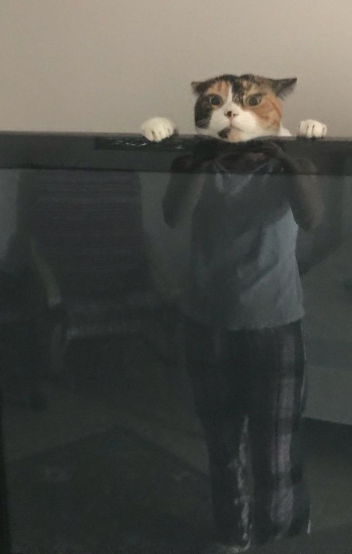 Mi esposa acaba de enviarme esta foto de nuestro gato jugando detrás del televisor