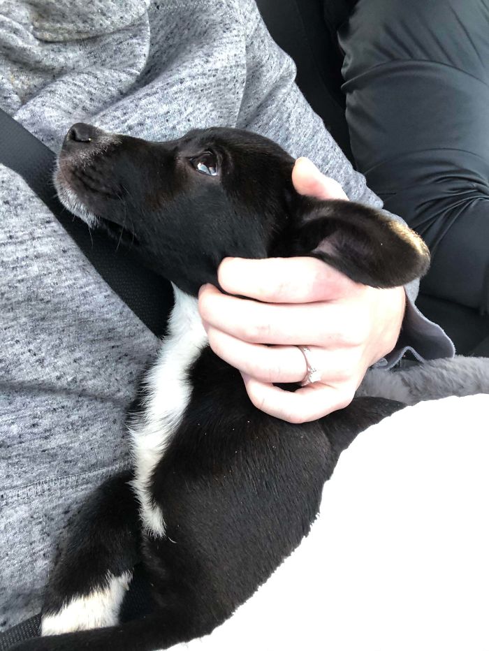 The Way Our New Puppy Looked At Me The Whole Ride To Her New Home Melted My Heart