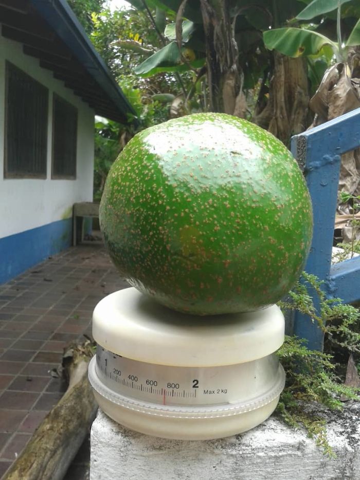 This Nearly 2 Kg Avocado From My Grandmother's Place
