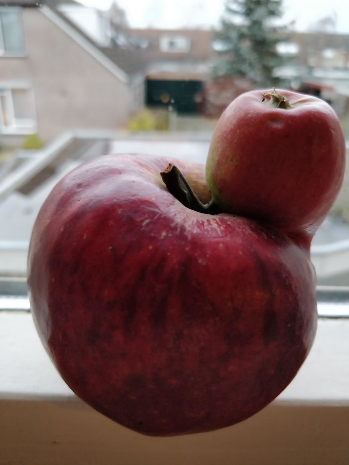Manzana a la que le crece otra manzana