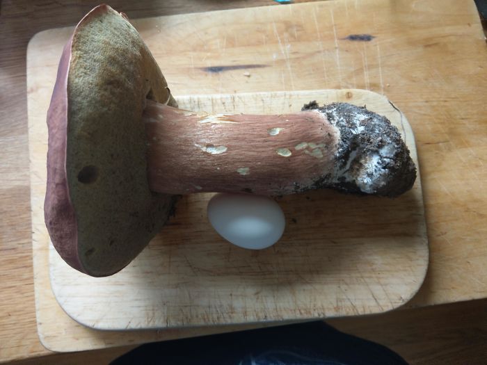 Mushroom My Dad Found In The Forest. Egg For Scale