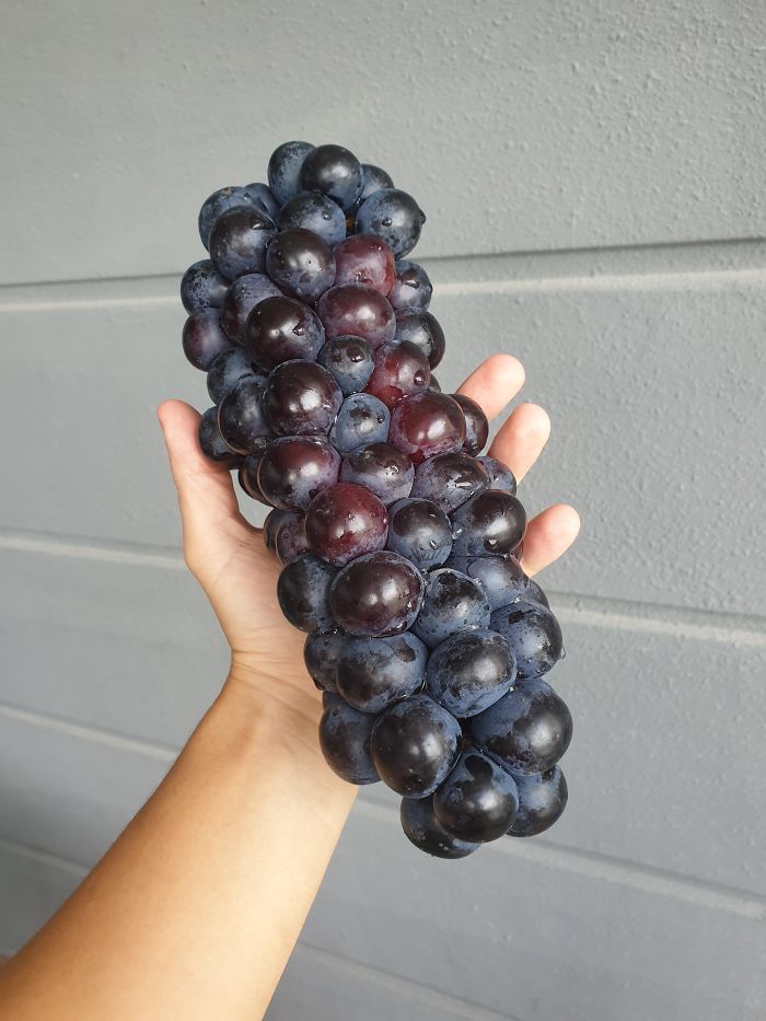 Inmenso racimo de uvas