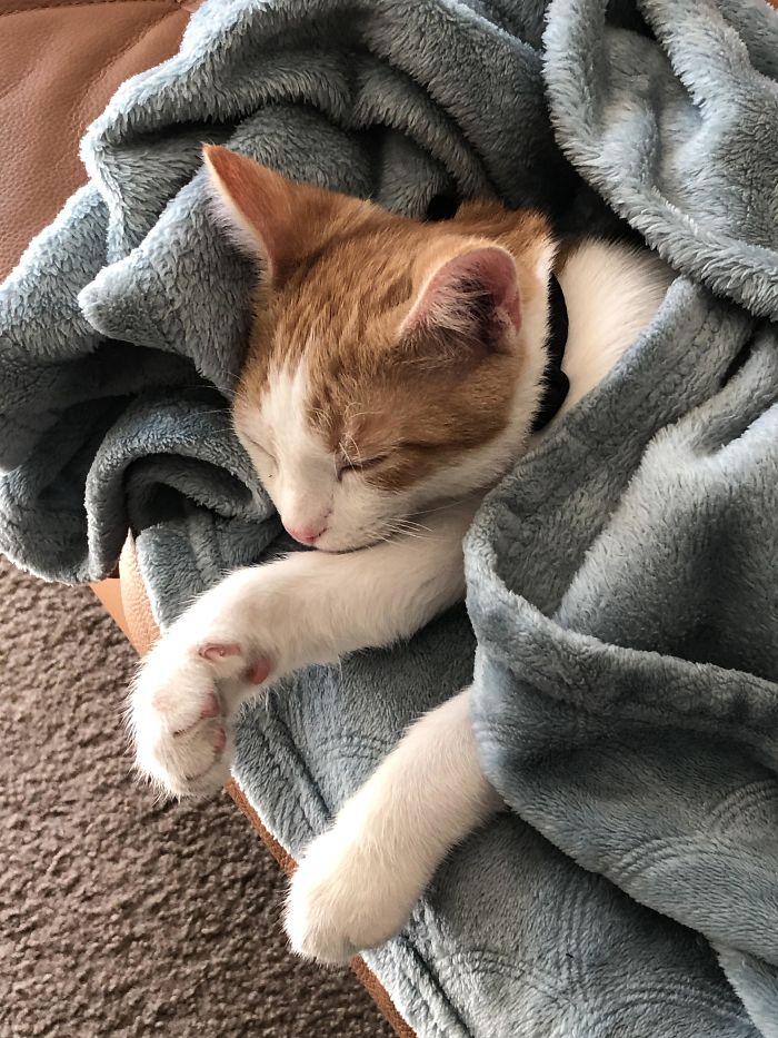 I Adopted A Kitten This Weekend And He’s Already So Cuddly 💜 Meet Mac!