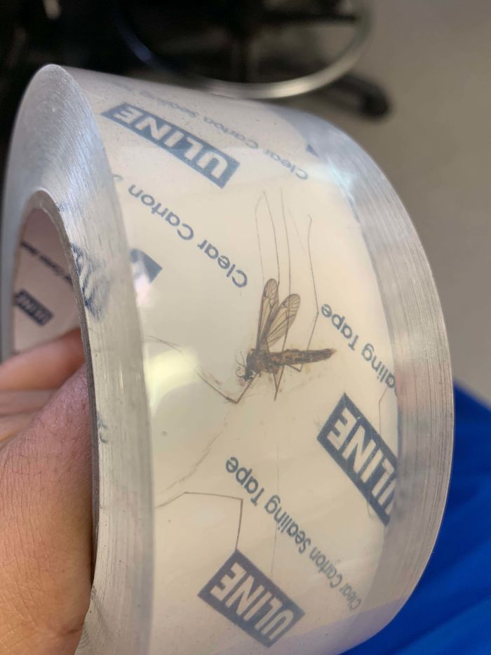 This Fly Inside This Roll Of Tape We Received At Work