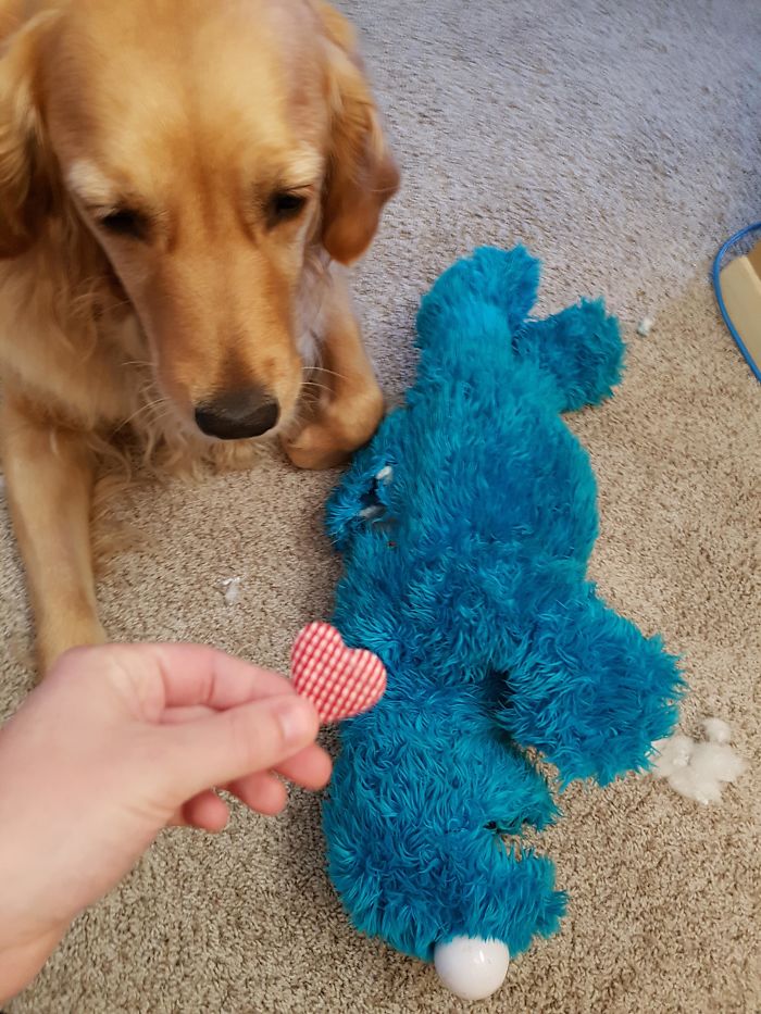 There Was A Heart Inside This Stuffed Cookie Monster My Dog Was Destroying
