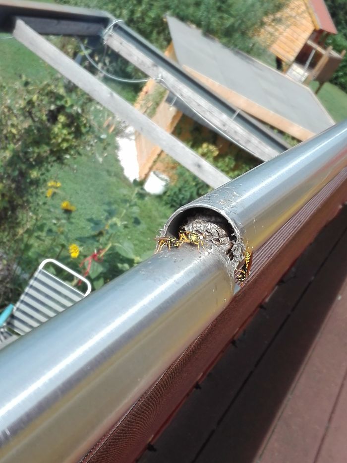 I Broke The Balcony Railing By Leaning Against It And Found A Wasp Nest Inside