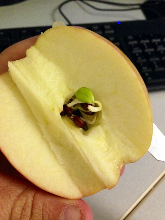 Una semilla ha comenzado a brotar dentro de la manzana