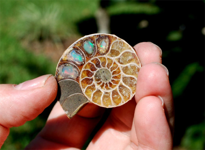 Welo Opal Inside Ammonite, I Can Now Die Happy After Seeing This