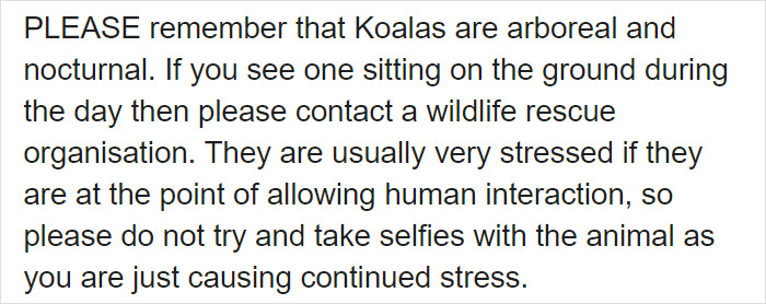 After One Koala Dies Due To Being Given Water Improperly, Vets Explain How To Do It Right