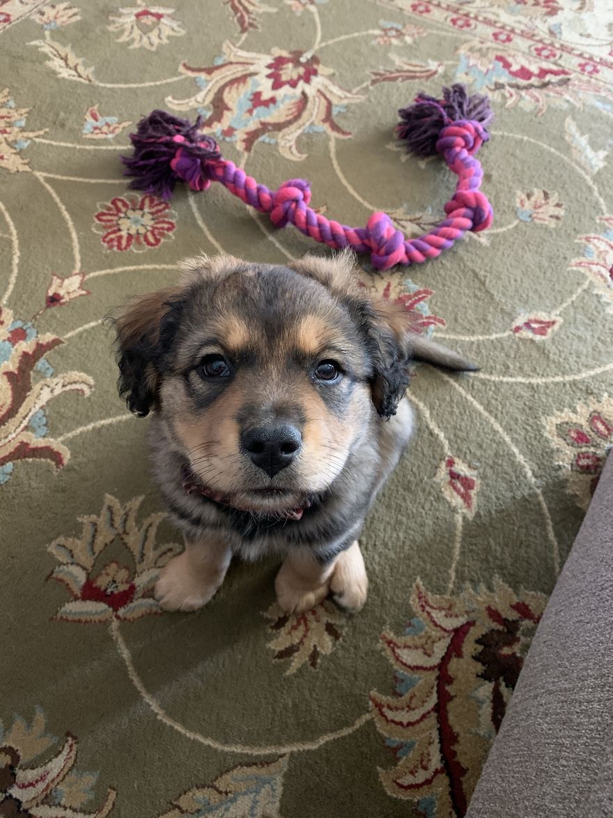 Remington- Australian Shepard X Blue Heeler X Lab