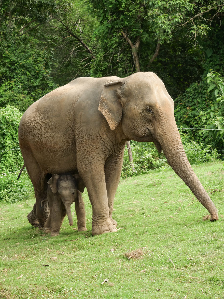 A Little Baby Boy Elephant Is Named In Thailand A Little Baby Boy Elephant Is Named In Thailand