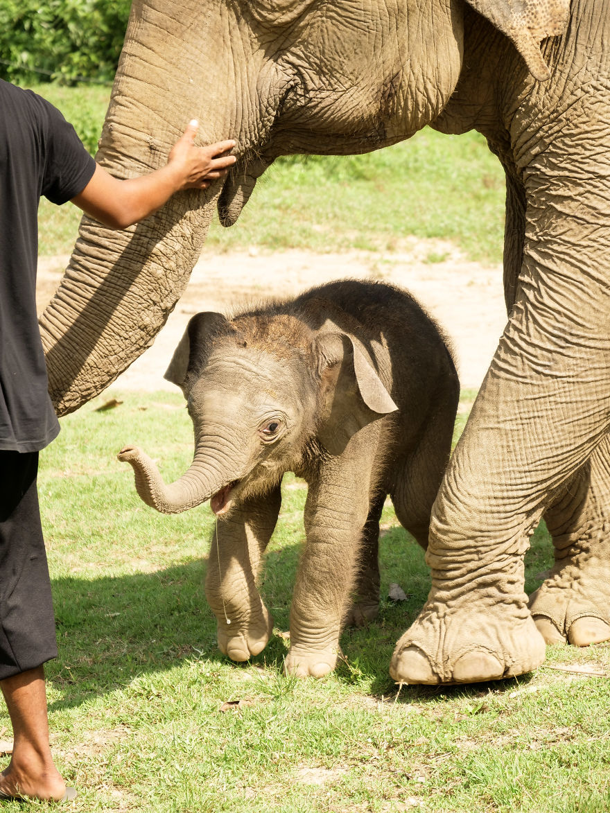 A Little Baby Boy Elephant Is Named In Thailand A Little Baby Boy Elephant Is Named In Thailand
