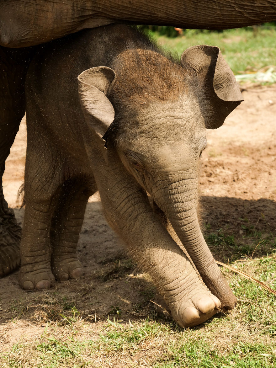 A Little Baby Boy Elephant Is Named In Thailand A Little Baby Boy Elephant Is Named In Thailand