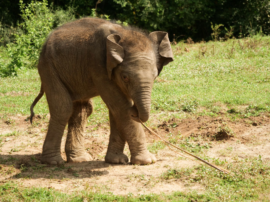 A Little Baby Boy Elephant Is Named In Thailand A Little Baby Boy Elephant Is Named In Thailand