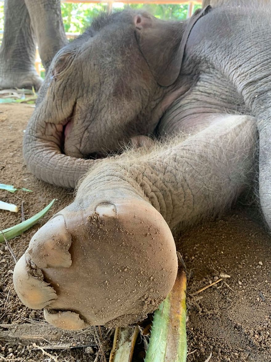 A Little Baby Boy Elephant Is Named In Thailand A Little Baby Boy Elephant Is Named In Thailand
