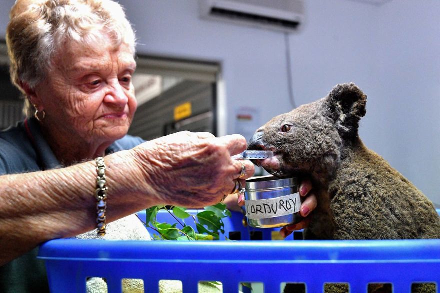 Koala Receives Life Saving Treatment