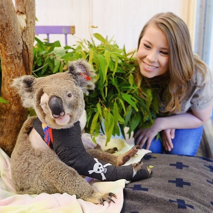 bindi irwin saving koala bear from australian bushfire 2020