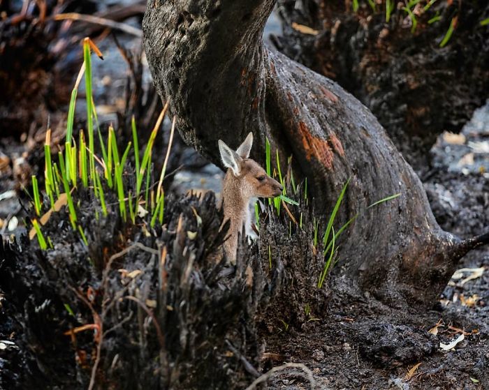 Life Is Slowly Returning To Scorched Australian Lands And Here Are 30 Hopeful Photos