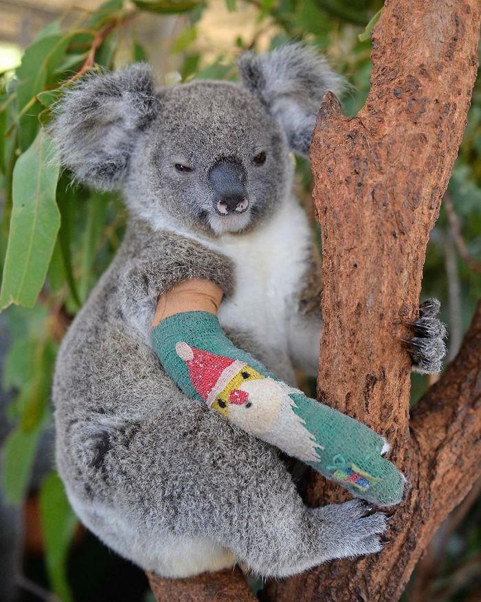 bindi irwin saving koala bear from australian bushfire 2020