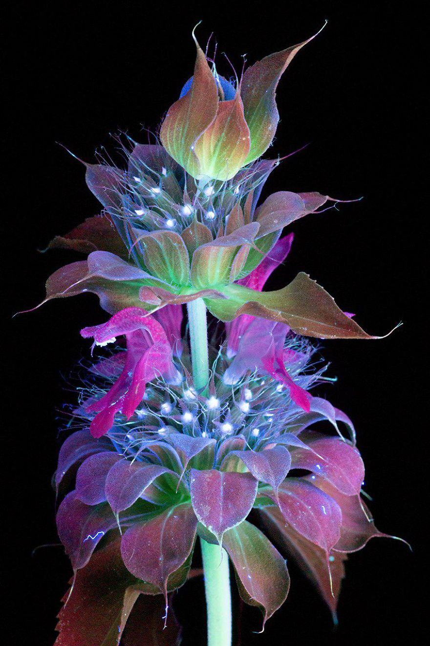 Fluorescent Photography Elevates Flowers To Fantastical