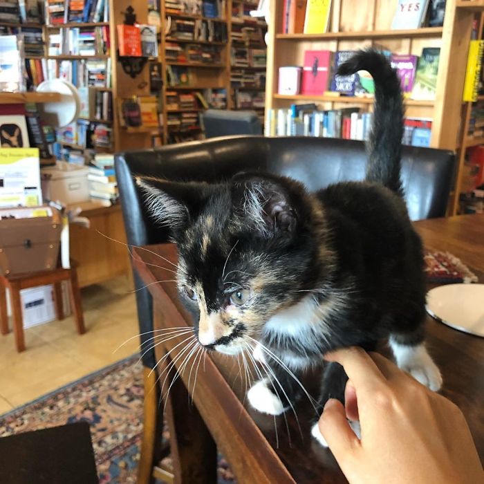 En esta librería canadiense los gatitos se pasean libremente, y los clientes pueden incluso adoptarlos