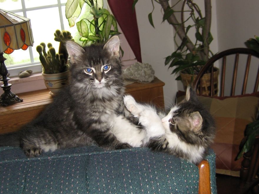 Buster & Duster As Kittens!