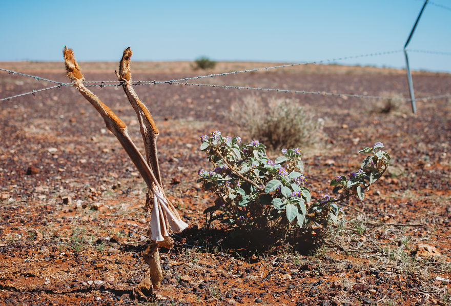 I Captured Death And Life In The Australian Outback [Warning: Graphic Content]