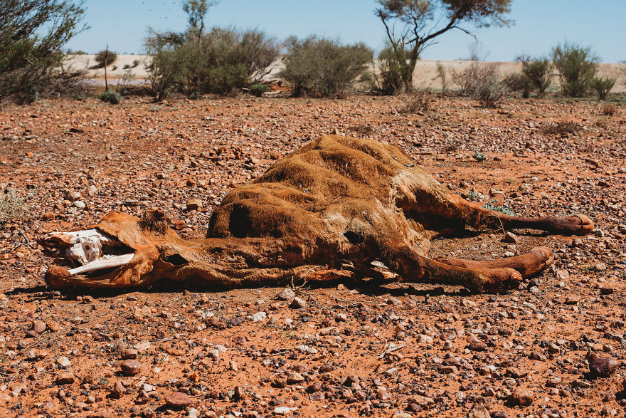 I Captured Death And Life In The Australian Outback [Warning: Graphic Content]