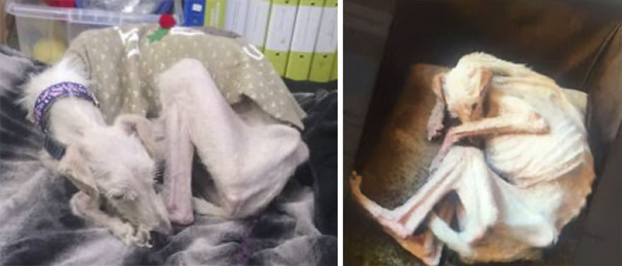 Dog Is Found In The Streets On The Brink Of Death, Makes A Miraculous Recovery