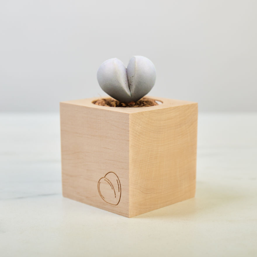 This Genius Eco-Cube Lets You Grow Your Own Tiny Succulent Shaped Like A Butt