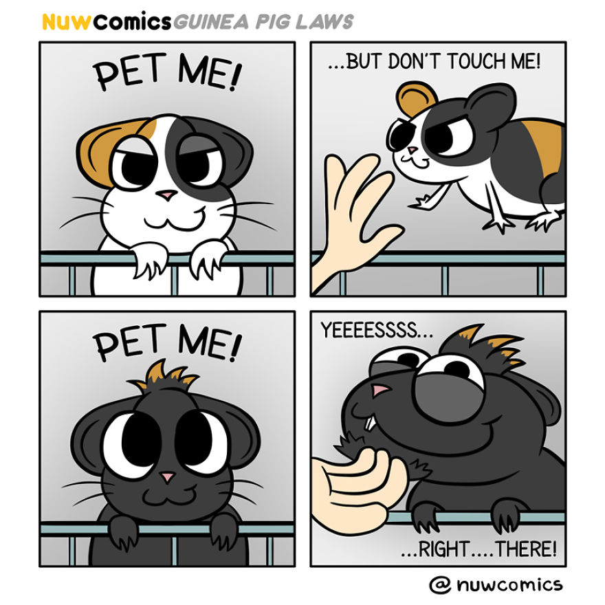 After 8 Amazing Years Of Owning My Guinea Pigs, I Created Tribute Comics For Them