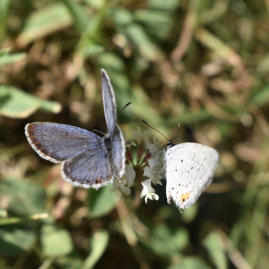Holly Blue Butterflies