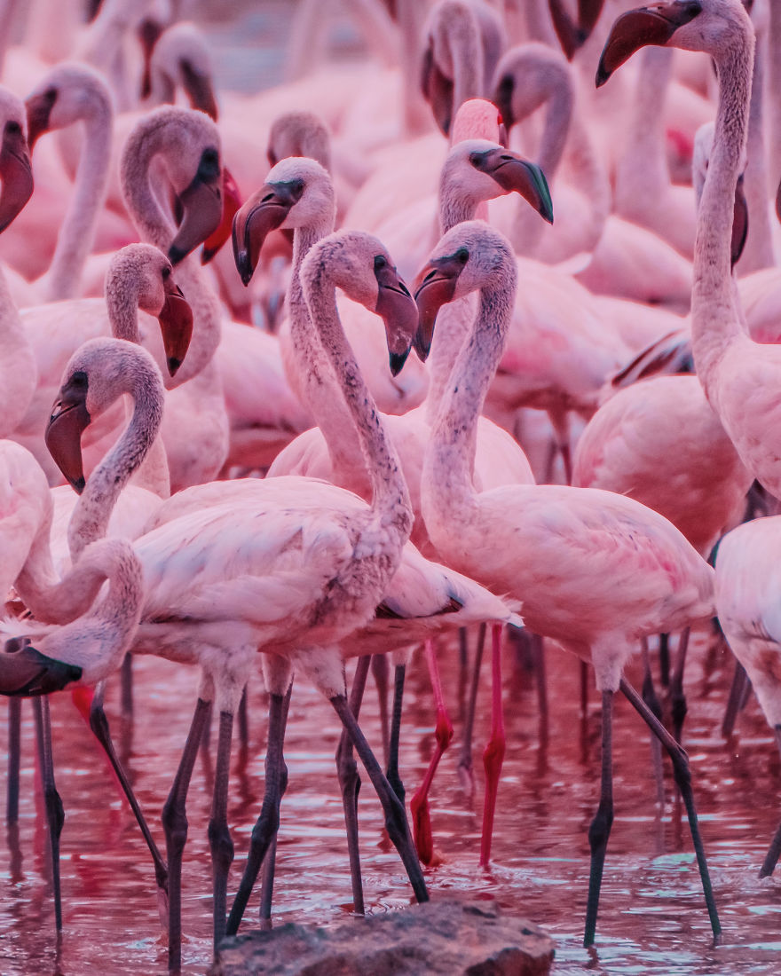 My Only Dream In Kenya Was To See Flamingos, But Everything That I Saw ...
