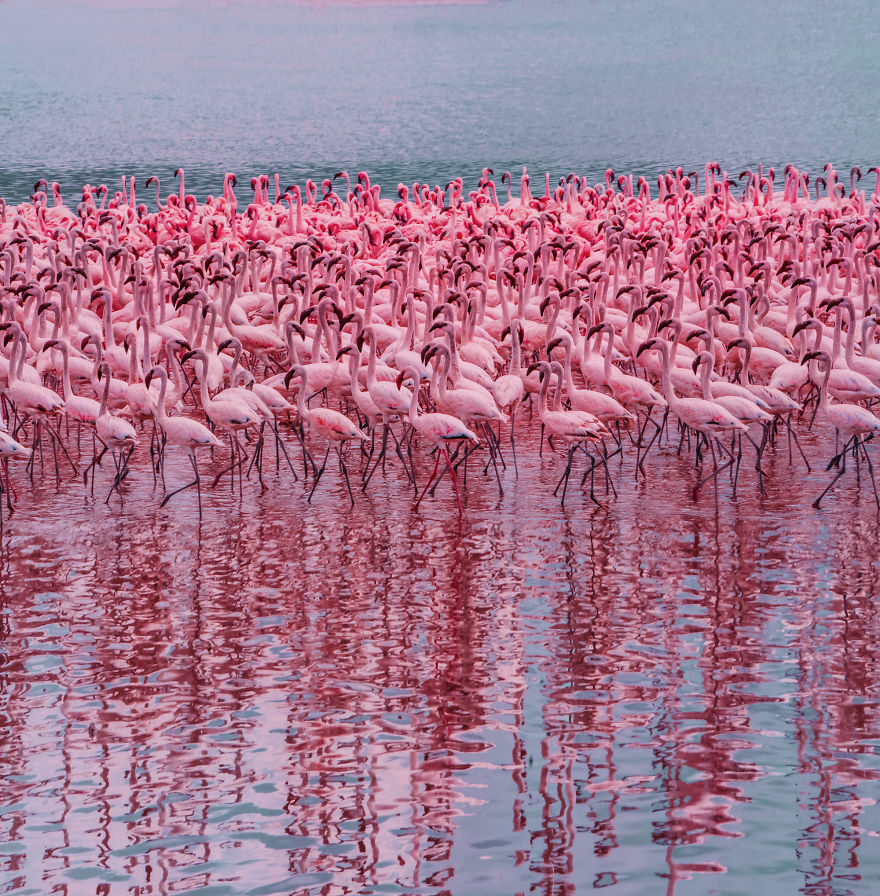 My Only Dream In Kenya Was To See Flamingos, But Everything That I Saw ...