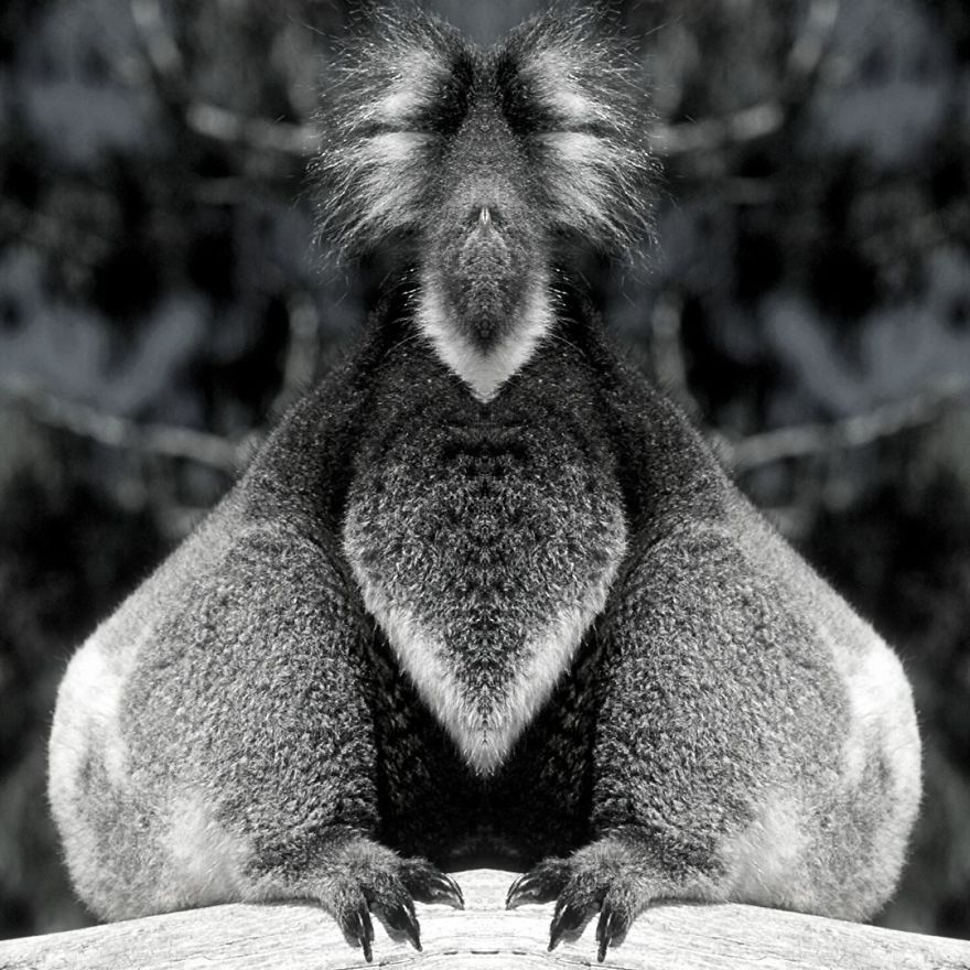 I Mirrored Koalas To Make People Reflect