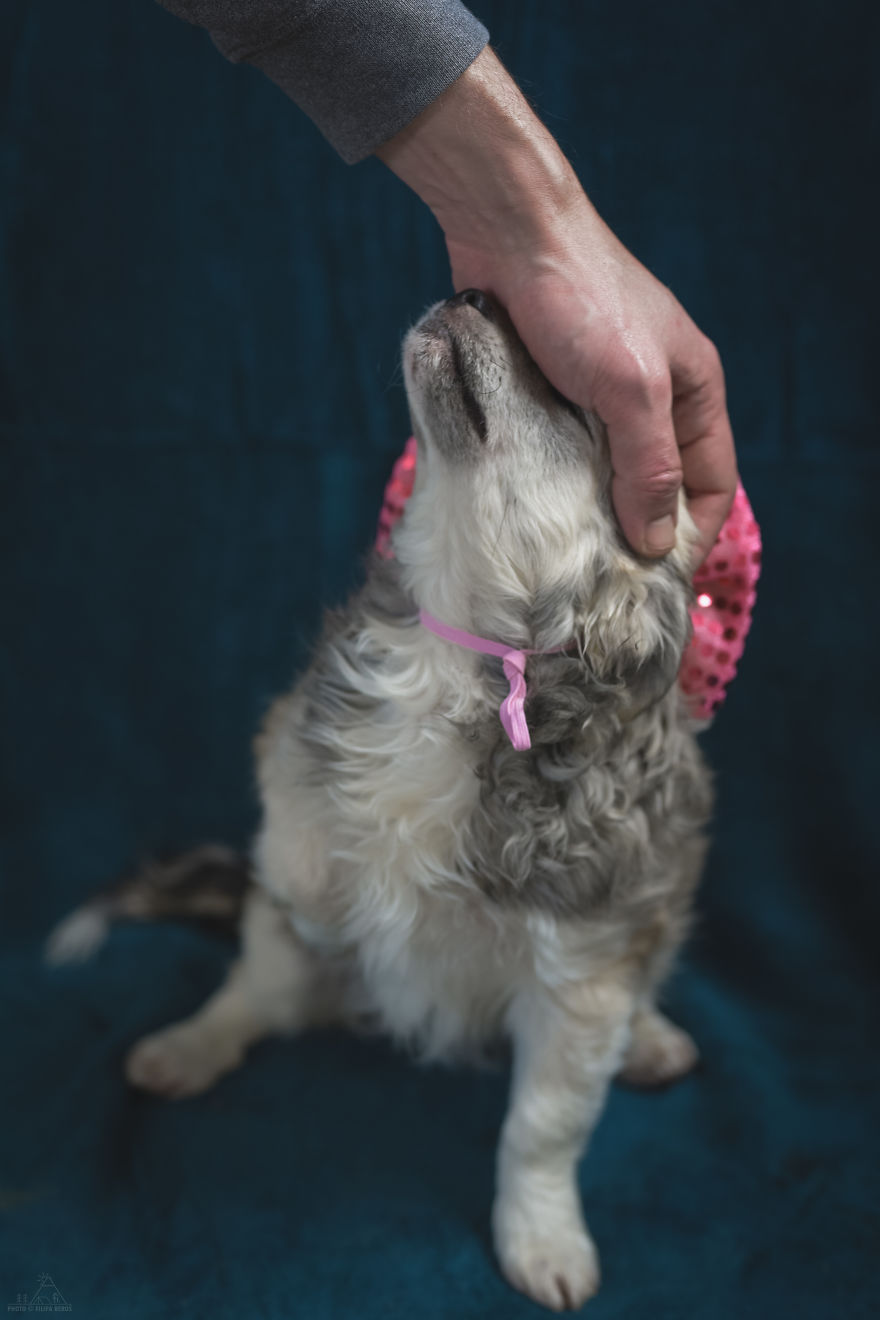 I Did A Photoshoot Of Shelter Dogs, And They All Got Adopted