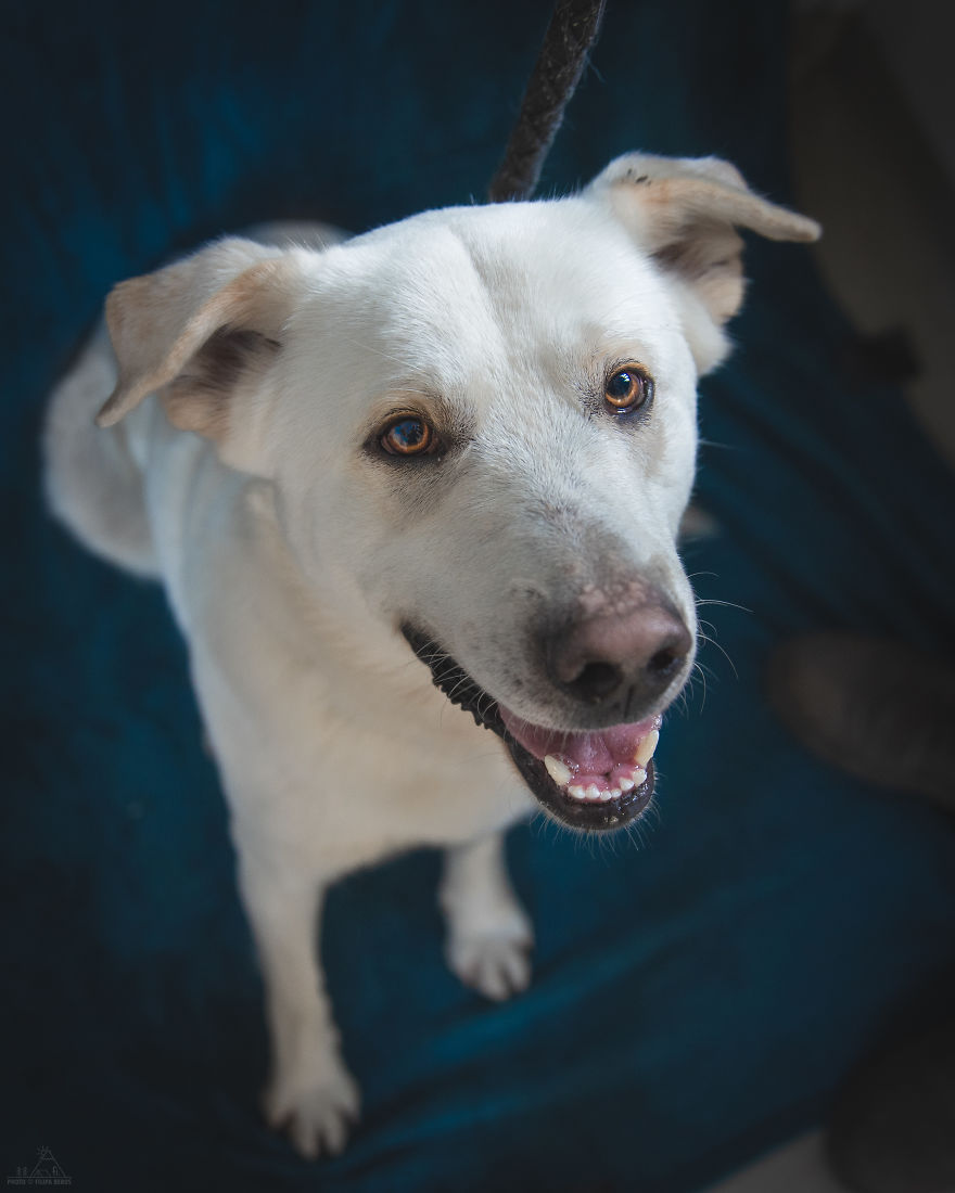 I Did A Photoshoot Of Shelter Dogs, And They All Got Adopted