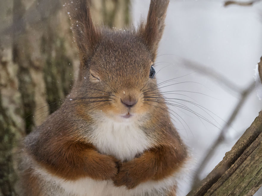 I've Been Capturing Squirrels And Coming Up With Funny Titles To Make  People Smile | Bored Panda