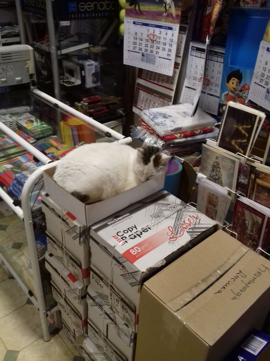 Assistant Assistant
