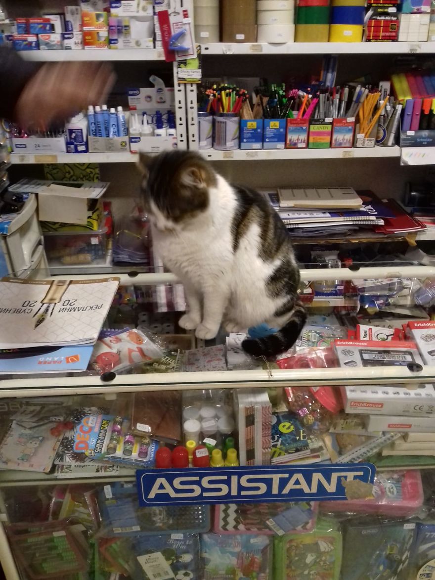 Assistant Assistant