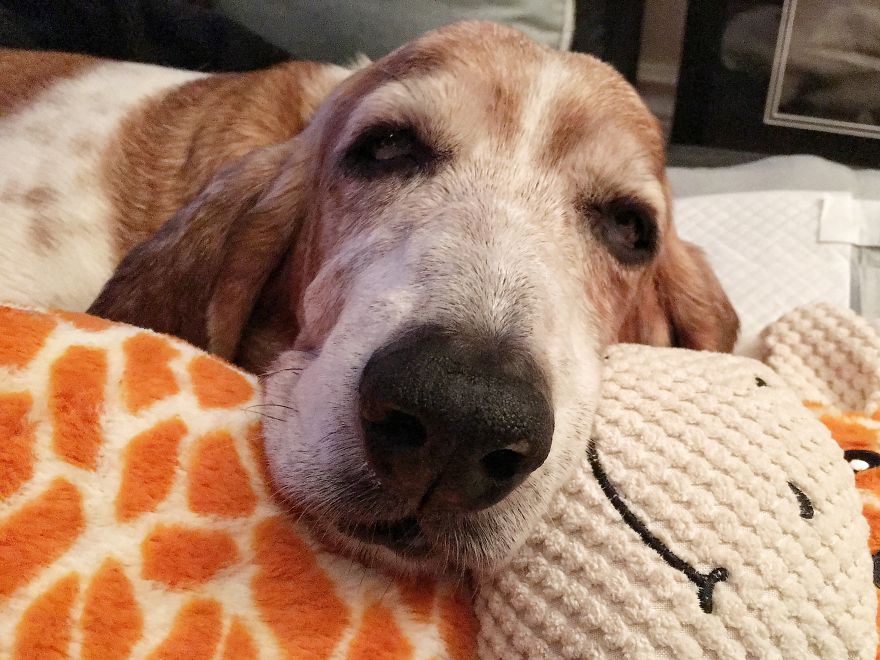 The Story Of The Beautiful Basset Hound Named Birdie