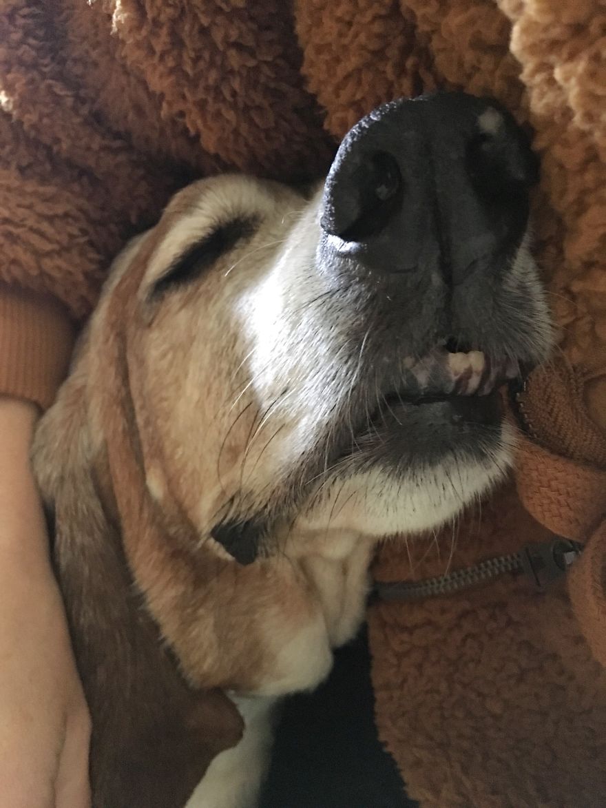The Story Of The Beautiful Basset Hound Named Birdie