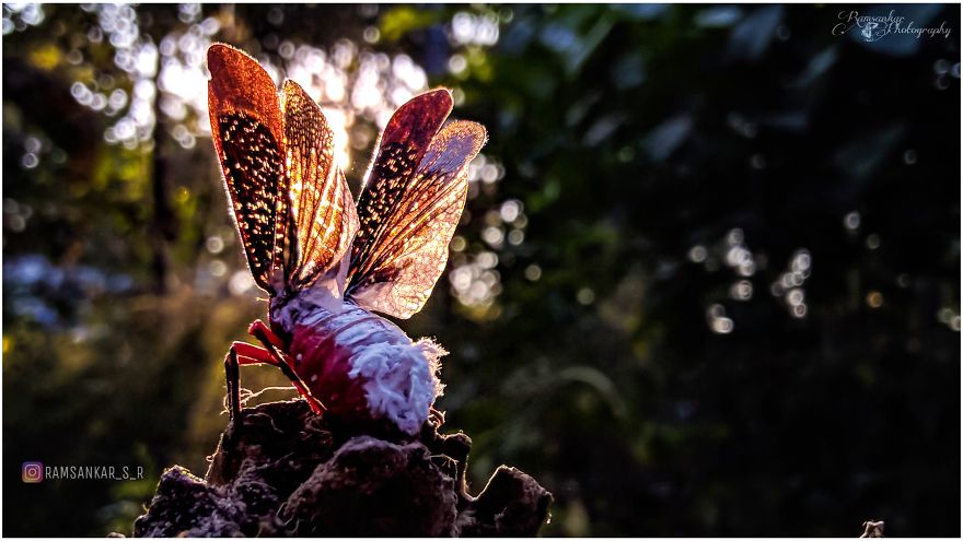 Kalidasa Lanata Kalidasa Lanata